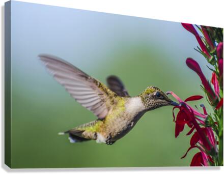 TASTY Canvas Print
