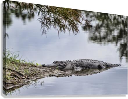 WAITING Canvas Print