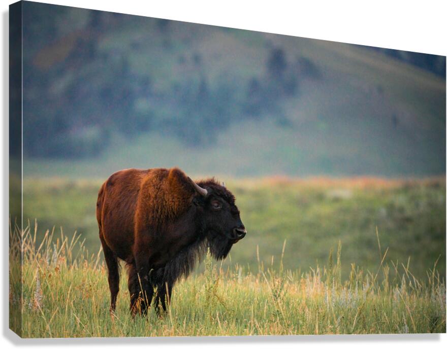 DSC00443 Enhanced SR Canvas Print