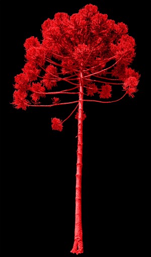 Nature - Red Araucaria
