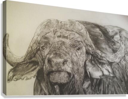 Cape Buffalo Canvas Print