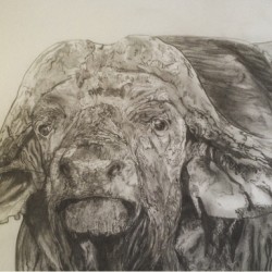 Cape Buffalo