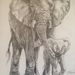Elephants