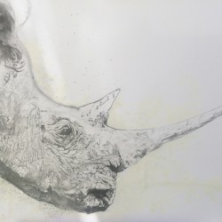 Save the Rhino