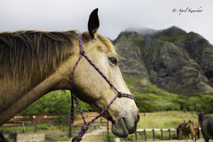Hawaii Horse