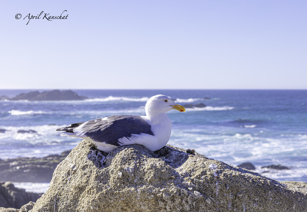 Big Sur Seagull Print