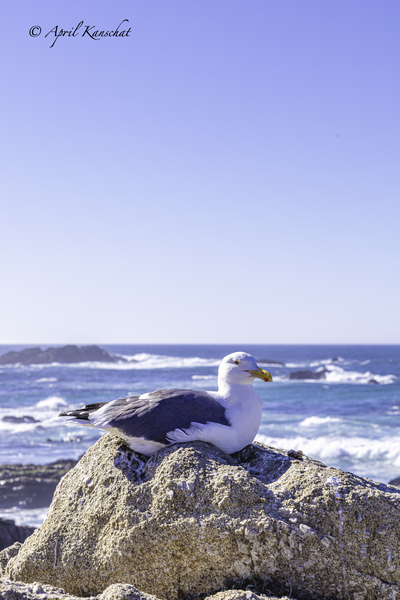Big Sur Seagull Print