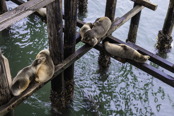 Santa Cruz Seals Print