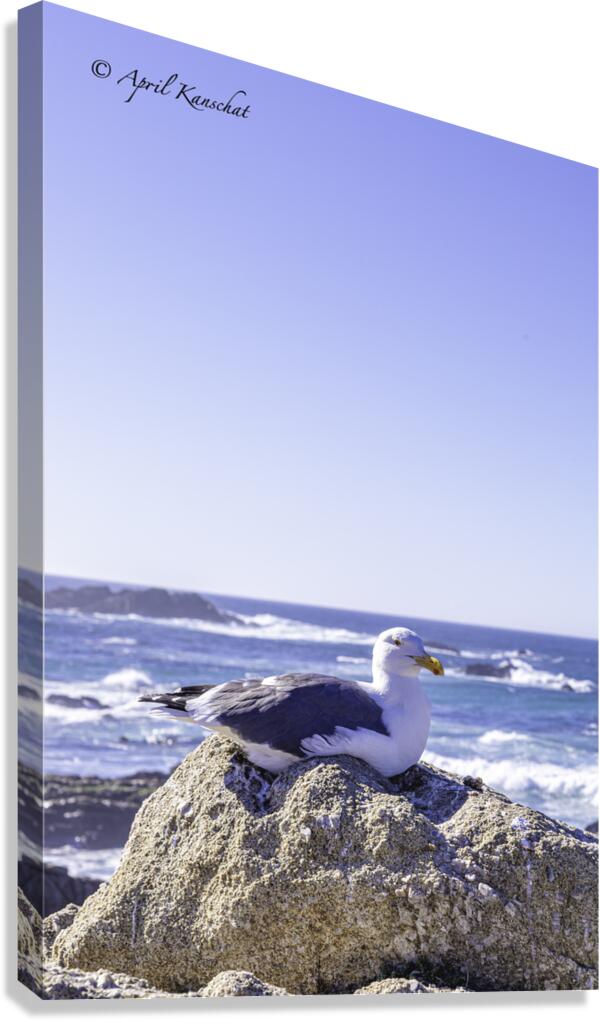 Big Sur Seagull Canvas Print