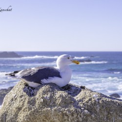 Big Sur Seagull