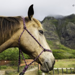 Hawaii Horse