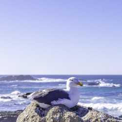 Big Sur Seagull