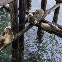Santa Cruz Seals