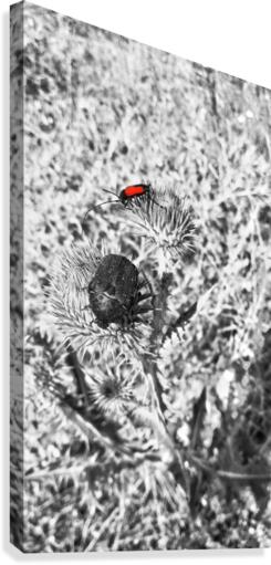 Red Point  Canvas Print