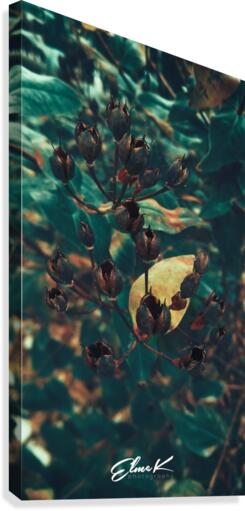 Dried Pods Canvas Print