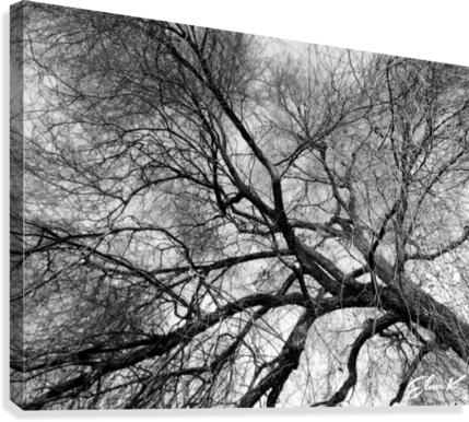 Black Tree Canvas Print