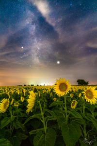 Sunflower Milky Way Stars