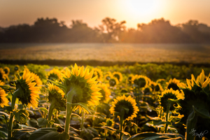 Sunflower Sunrise