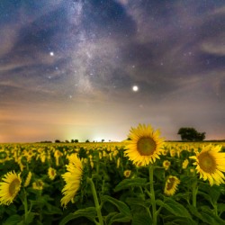 Sunflower Milky Way Stars