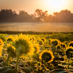 Sunflower Sunrise