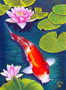 Carpe Koi
