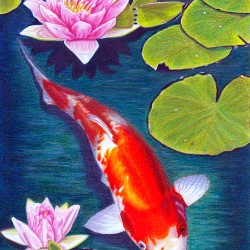 Carpe Koi