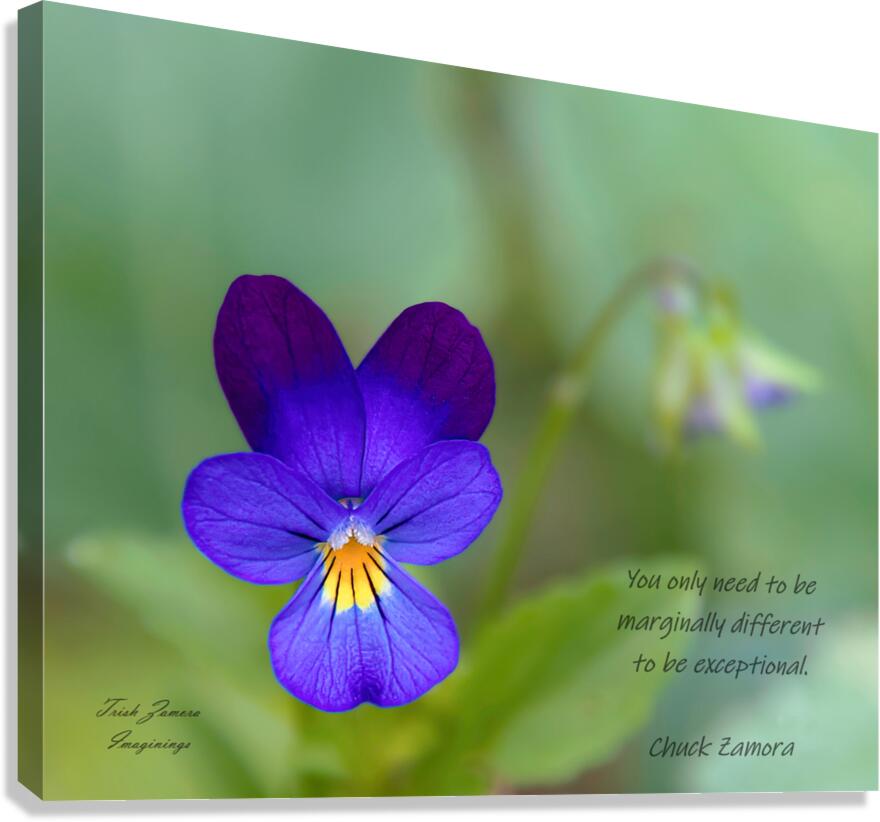 Lone Viola  Canvas Print