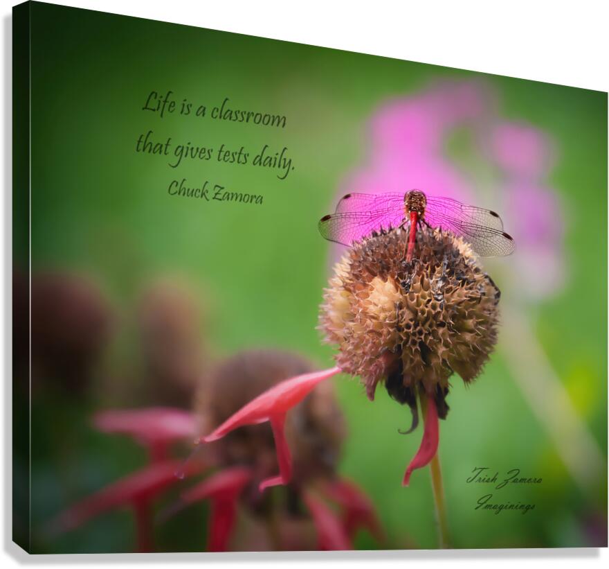 Dragonfly Elegance Canvas Print