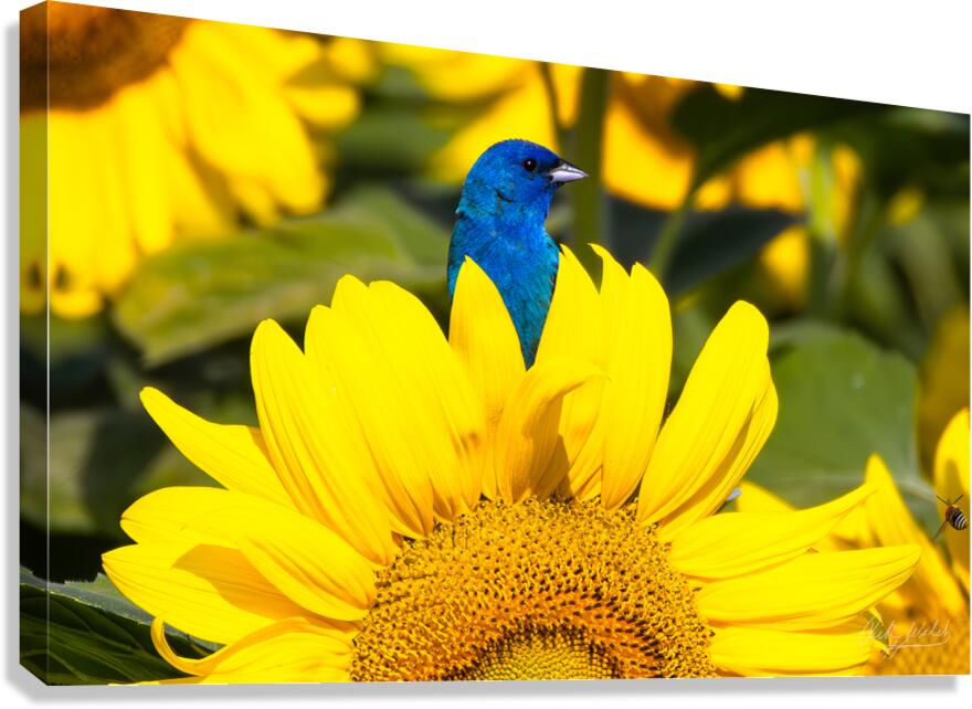 Vibrant Canvas Print