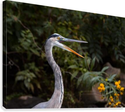 wow Canvas Print