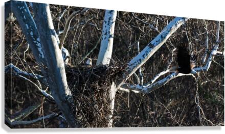 Team Work Canvas Print