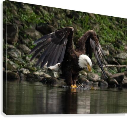 Bandit  Canvas Print