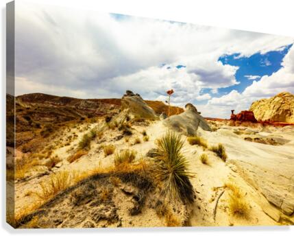 Desert Flower Canvas Print