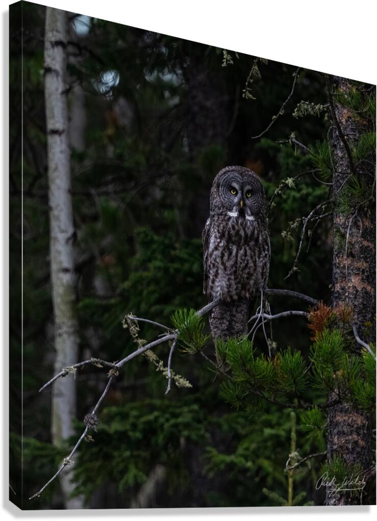 Looking Through You Canvas Print