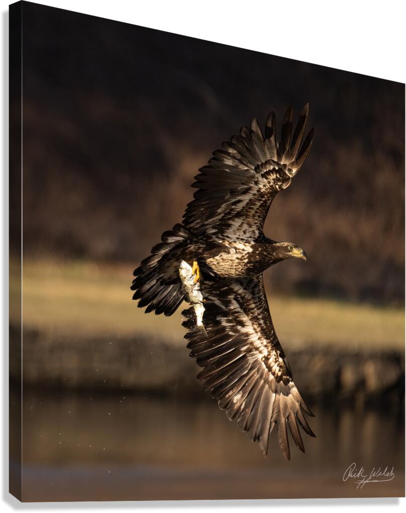 Eagle with Fish Canvas Print