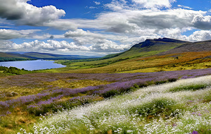 Through the Heather to the Loch