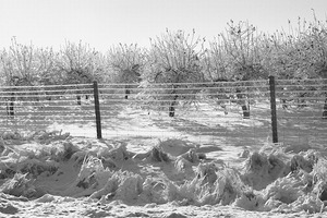 Ice-Covered Apple Trees