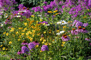 Garden Lost to a Monster Home