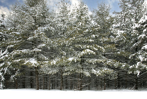 Collingwood Winter in the Pines
