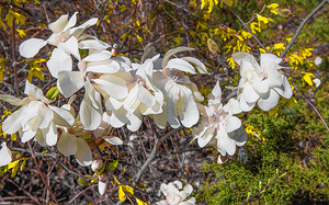 Absolutely No Sense of Direction