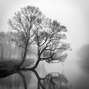 Heavy fog on the canal