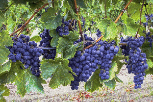Grapes on the Vine