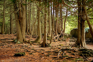 Beaver Valley Seniors