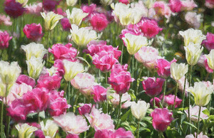 A Beautiful Garden Every Season