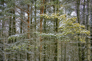 Scotch Pines Strong and Steady