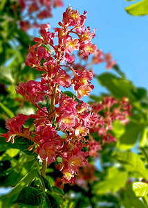 The Mighty Oak Showing Off