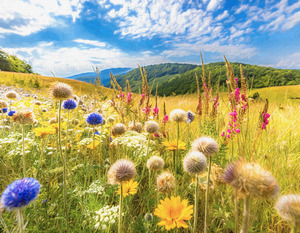 Wild Flowers in the Meadow