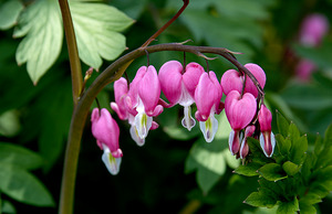 Bleeding Hearts in Our Back Yard