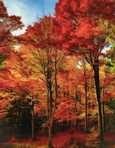 UNBELIEVABLE FOREST FOLIAGE