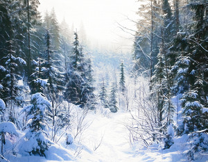 Winter Hiking Trail